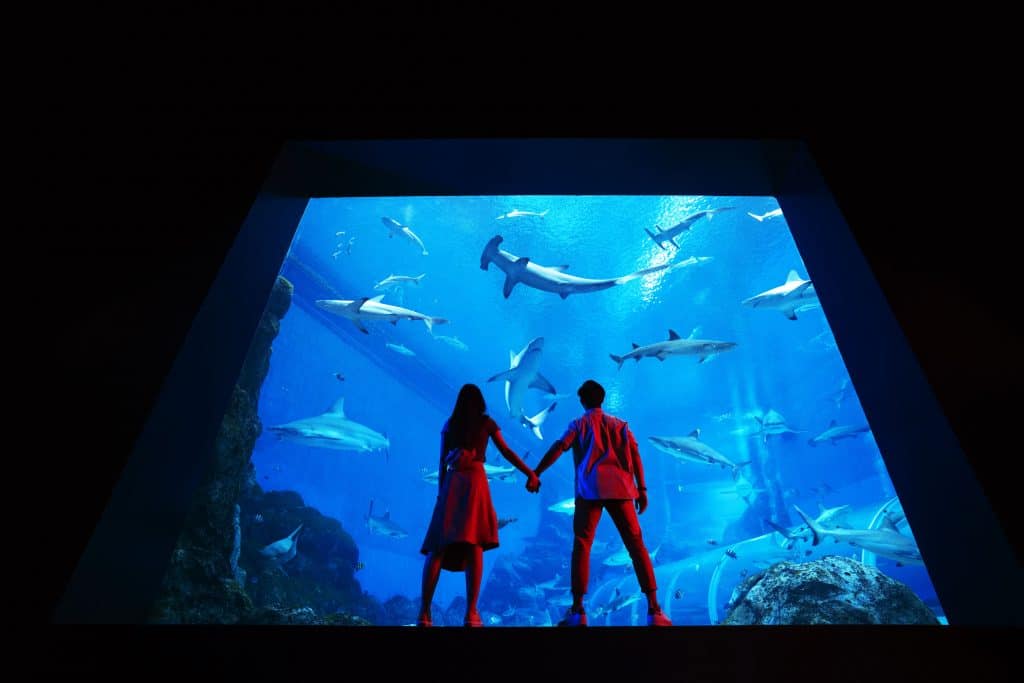 silhouette of couple holding hands in front of shark tank
