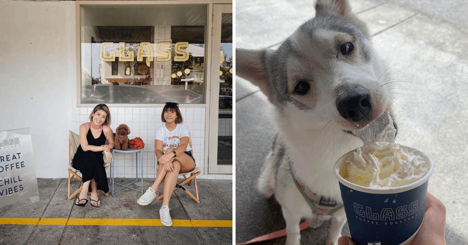 clementi guide glass roasters pet friendly