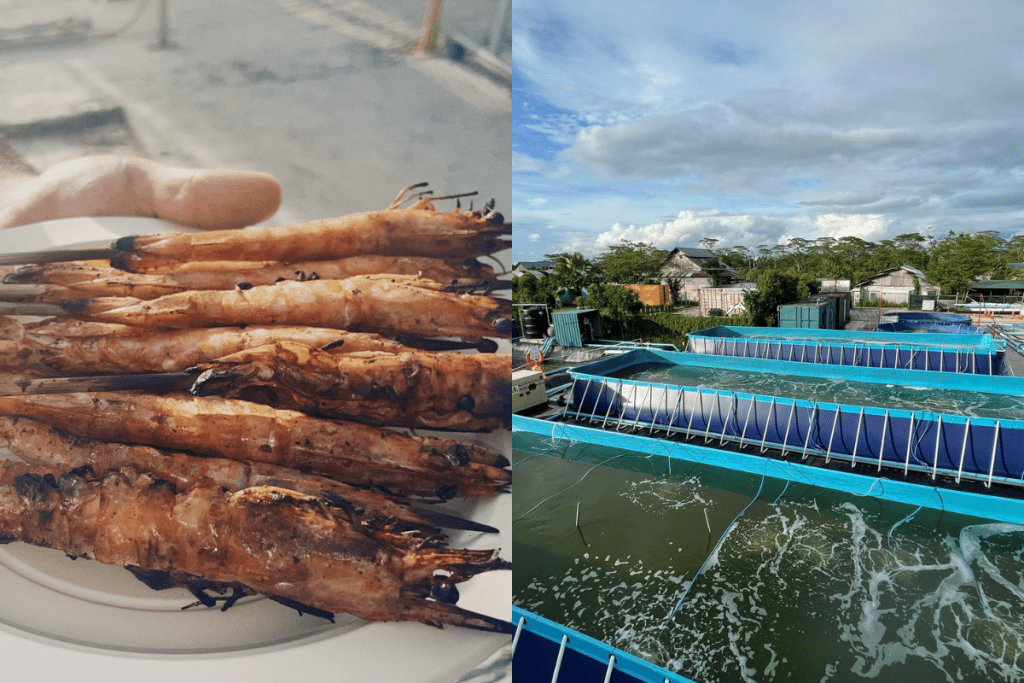 Shrimp Farm Tour Singapore