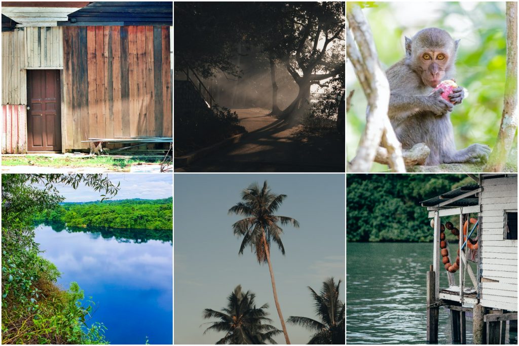 collage of photos from pulau ubin in singapore showing nature, monkey, fishing village