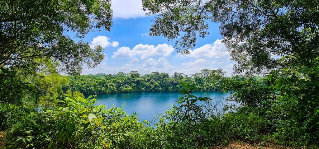 view through the trees of greshwater lake in former quarry on pulau ubin